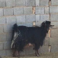 چپش نر دبر|حیوانات مزرعه|فولادشهر, سایت صنعتی کاوه|دیوار