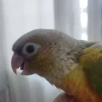 گمشده|حیوانات|رفسنجان, |دیوار