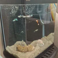 اکواریوم کوچیک بالوازم اکوا