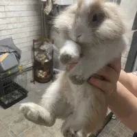 خرگوش مینی لوپ