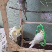 عروس هلندی سالم وسرحال