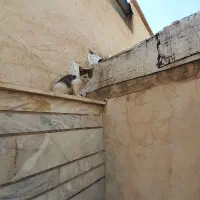واگذاری فوری رایگان