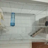 یک جفت عروس هلندی با قفس وکلبه ش|پرنده|زابل, |دیوار