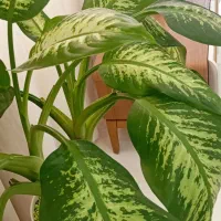 دو عدد گل سرحال و زیبا