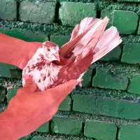 کفتر گرگی قرمزو خالدار|پرنده|ارومیه, |دیوار