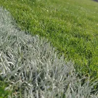 بازیکن فوتبال همه سنین