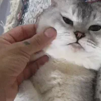 گربه گمشده ....مژدگانی داره