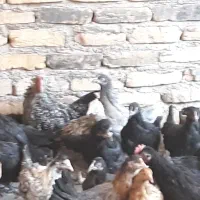 نیمچه مرغ رسمی