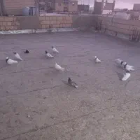 کبوتر گلچین رنگی طوقی سینه ای کله ای|پرنده|لردگان, |دیوار