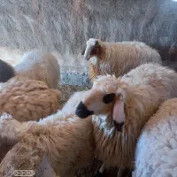 بره نر چاق|حیوانات مزرعه|آیسک, |دیوار