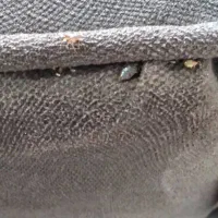 ضدعفونی و سمپاشی فوری وتخصصی و تضمینی ساس موش سوسک|خدمات نظافت|نسیمشهر, |دیوار