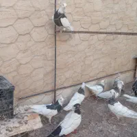 25عدد کبوتر طوقی کاکلی وسین دم سیاه کاکلی