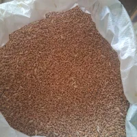 گندم رقم اوکراینی