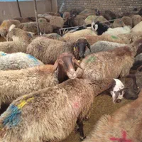 گوسفند زنده چاق و پرواری کشتار روز با قصاب|حیوانات مزرعه|مشهد, وکیل‌آباد|دیوار