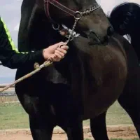 اسب مادیان با کره 10 روز