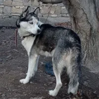 سگ هاسکی|سگ|ملکان, |دیوار