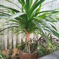 گل پاندانوس