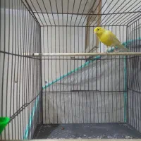 دو عداد قناری نر مست مست