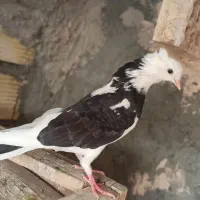 کفتر پرشی ابلغ،سرخ،کله دمسبز
