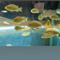 ماهی سیچلاید ماکرو زرد