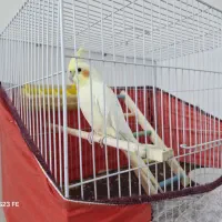 عروس هلندی جوجه ۶ماه
