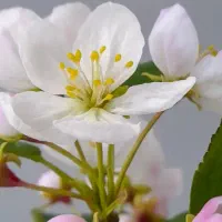 آموزش و فروش گل دستساز منعطف همیشه جاودان|گل مصنوعی|نجفآباد, ویلاشهر|دیوار