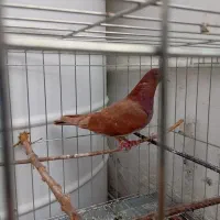 کبوتر پرشی