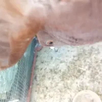 ۳۵۰هزار تومان نر کاکولی سرخ