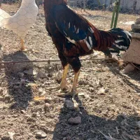 خروس لاری اصل