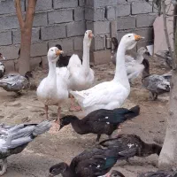 دو عدد قو غاز لیندا نر اصیل|حیوانات مزرعه|آمل, |دیوار