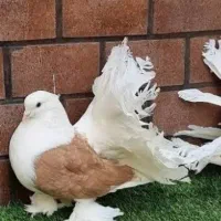 کبوتر دم چتری امریکایی ماده و نر دم سیاه