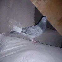 بدرنگ پلنگ گوک|پرنده|بم, |دیوار