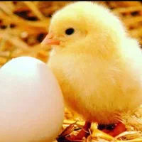 استخدام حسابدار