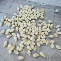 جوجه قاطی|حیوانات مزرعه|اردکان, |دیوار