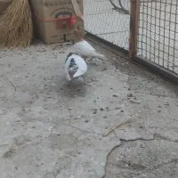 دوتا سینه جوون نرو ماده