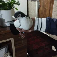 کفتر خال دم|پرنده|مشهد, رده|دیوار