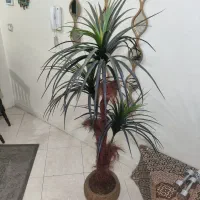 نخل سوزنی اریکا کاملا سالم و نو|گل مصنوعی|تهران, شهمیرزادی|دیوار