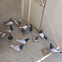 کفتر کله وسینه|پرنده|شیراز, پانصد دستگاه ارتش|دیوار