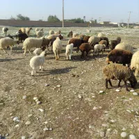 میش و بره عربی|حیوانات مزرعه|دزفول, |دیوار