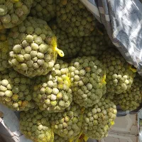 گردو با پوست سبز