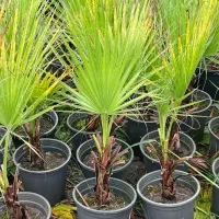 ‌پالم واشنگتن ( حراج)|خدمات باغبانی و درختکاری|سلمان‌شهر, |دیوار