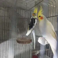 5 جفت عروس و 4عدد گرینچیک 8عدد جوجه عروس|پرنده|قرچک, شهرک الحدید|دیوار