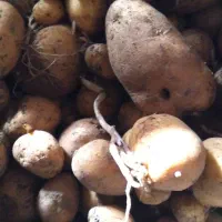 محصولات کشاورزی