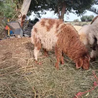 بره بزرگ نر