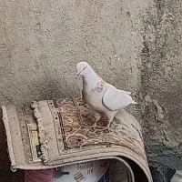 طوقی صحرایی طوقی زرد خالدار|پرنده|همدان, |دیوار