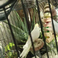 پرنده ،طوطی عروس،هلندی ، آلبینو و لوتینو ،جفت|پرنده|قم, شهر قائم|دیوار