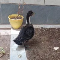 فروش اردک
