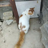 گربه|گربه|کازرون, |دیوار