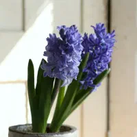 راهنمایی ضامن وام کمیته