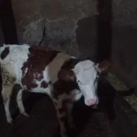 گاو|حیوانات مزرعه|مهربان, |دیوار